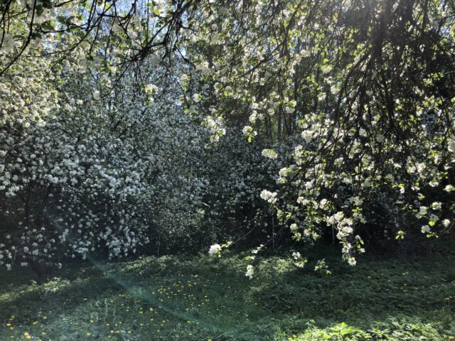 Flowers in a tree